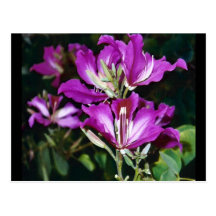 Passionately Pink Postcards