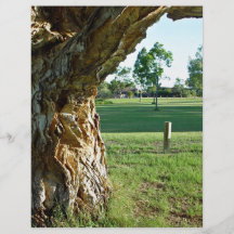Past paperbark tree across park flyers