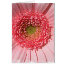 Pastel Pink Daisy  Greeting Cards