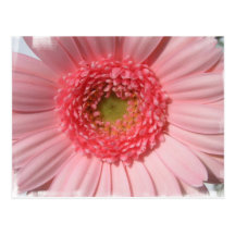 Pastel Pink Daisy  Postcards