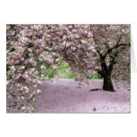 Pastel Serenity Card
