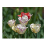 Pastel Tulips Post Card