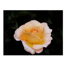pastellfarbene Rose Postkarte