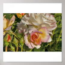 pastellfarbene Rosen Posterdruck