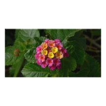 pastels in nature-New England Photo Card Template