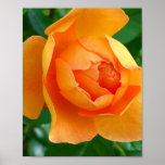 Pat Austin Rose Posters
