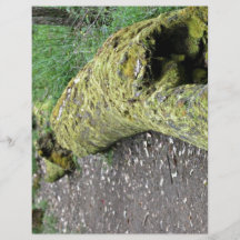 Path beside mossy log flyer design