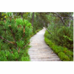 Path In Peat Moors In Sumava National Park Acrylic Cut Outs