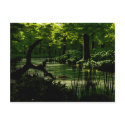 Path of Peacefulness Postcard