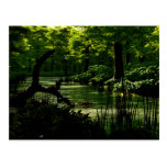 Path of Peacefulness Postcard