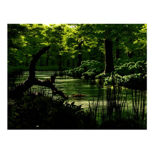Path of Peacefulness Postcard