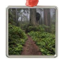 Path through the giant redwood trees shrouded 2 christmas tree ornaments