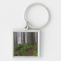 Path through the giant redwood trees shrouded key chain