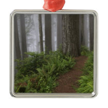 Path through the giant redwood trees shrouded christmas ornament