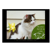 Patience Life Lessons From A Cat ACEO Art Cards