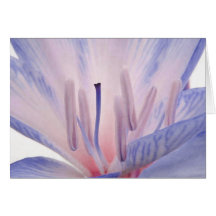 Patriotic-Lilly Greeting Cards