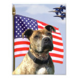 Patriotic pitbull dog photo