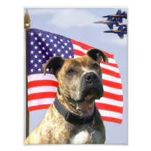 Patriotic pitbull dog photo
