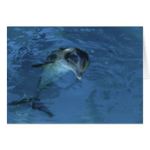 Pat's Dolphin - birthday card