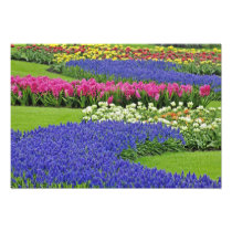 Pattern of Grape Hyacinth, tulips, and 3