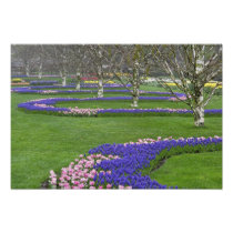 Pattern of tulips and Grape Hyacinth flowers, 2