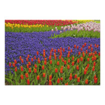 Pattern of tulips and grape hyacinth flowers, 2