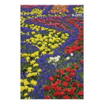 Pattern of tulips and Grape Hyacinth flowers, 2
