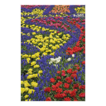 Pattern of tulips and Grape Hyacinth flowers, 2 Photo Art