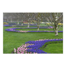 Pattern of tulips and Grape Hyacinth flowers, 4 Photo Art