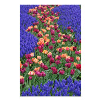 Pattern of tulips and Grape Hyacinth flowers,