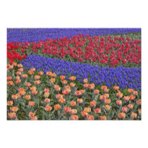 Pattern of tulips and Grape Hyacinth flowers,