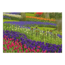 Pattern of tulips hyacinth, and Grape Hyacinth Photo