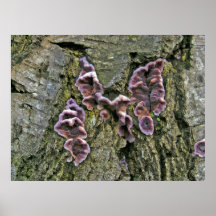 Patterns in nature posters