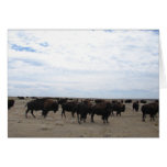 Pâturage de Buffalo Cartes