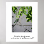 Pausing Leaves:Nature Tao/Zen poster