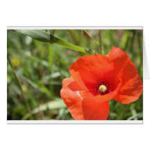 Pavot Cartes