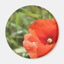 Pavot Magnets Pour Réfrigérateur