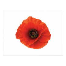 Pavot rouge cartes postales