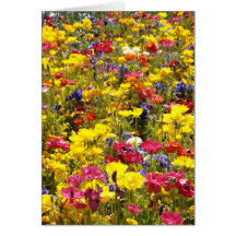 Pavots californiens cartes de vœux