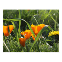 Pavots et pissenlit de Californie Carte Postale