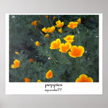 pavots posters
