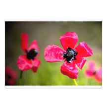 Pavots rouges sauvages faire-parts