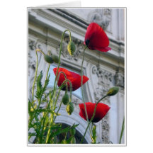 Pavots, villa Borghese, Rome Cartes De Vœux