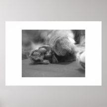 Paws Print
