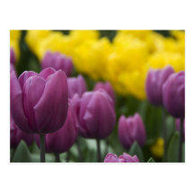 Pays-Bas aka Hollande), Lisse. Keukenhof 10 Carte Postale