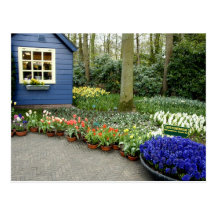 Pays-Bas aka Hollande), Lisse. Keukenhof 11 Carte Postale