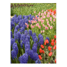 Pays-Bas aka Hollande), Lisse. Keukenhof 2 Cartes Postales