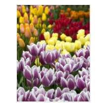 Pays-Bas aka Hollande), Lisse. Keukenhof 3 Carte Postale
