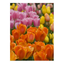 Pays-Bas aka Hollande), Lisse. Keukenhof 4 Cartes Postales