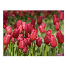 Pays-Bas (aka Hollande), Lisse. Keukenhof 4 Cartes Postales